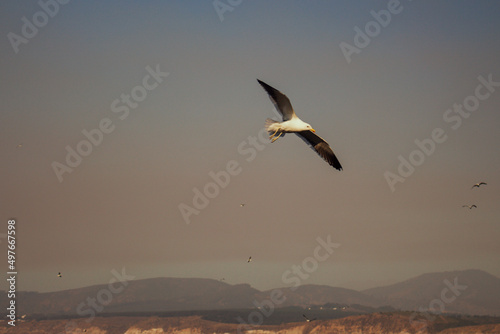 Seagull birds flying around the cliffs over the Pacific Ocean photo