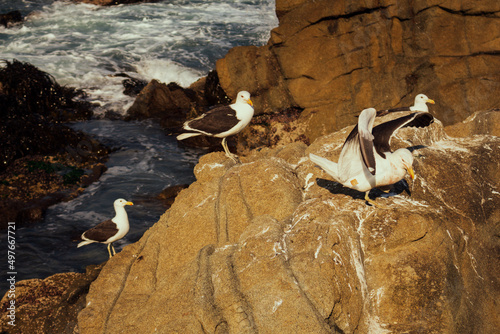 Active sea gulls seagulls over blue sea ocean