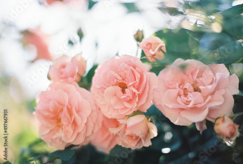 pink garden rose  photo