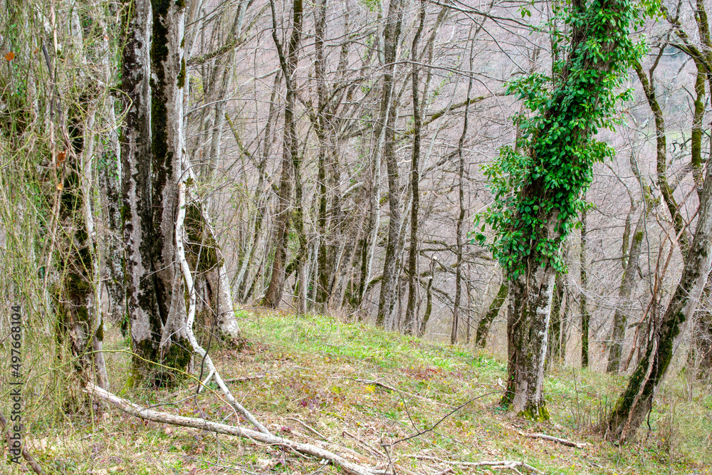 Fototapeta premium Caucasian forest in spring. The mountains. old trees. Deadwood. Caucasian flora.