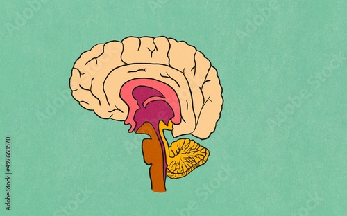 Human brain cross-section illustration photo