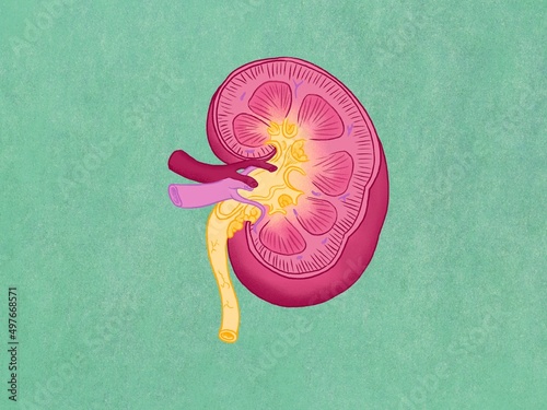 Kidney cross section illustration photo