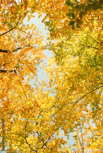 autumn trees