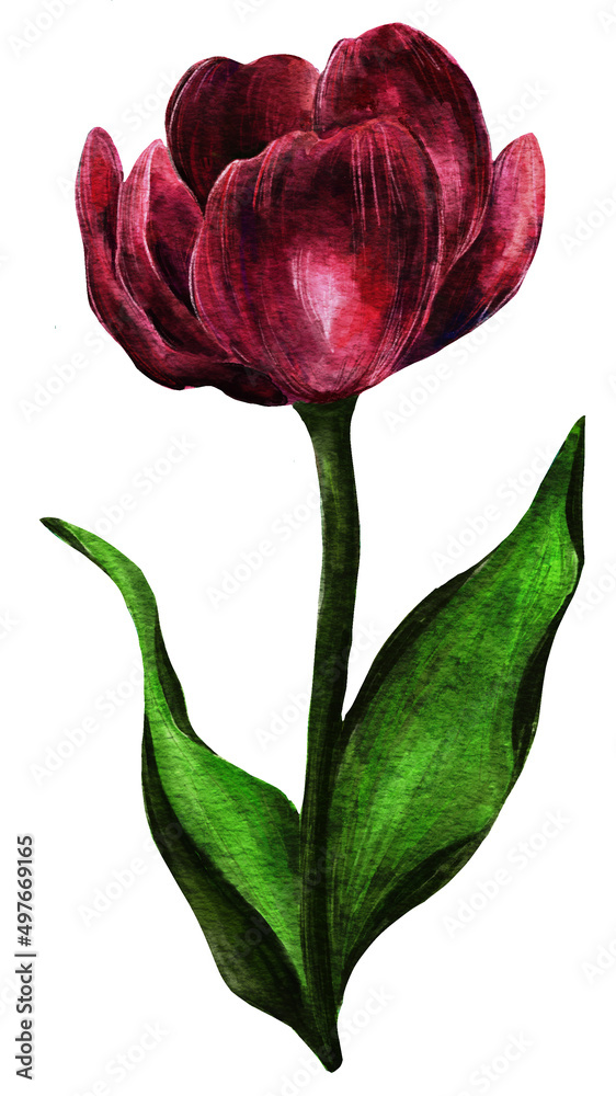 Fototapeta premium Watercolor black tulips flower. Floral botanical flower. Aquarelle wild flower for background, texture