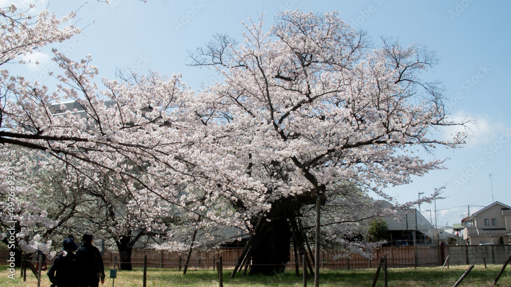 Asian person walking under sakura cherry blossom trees Asian person walking under sakura cherry blossom trees