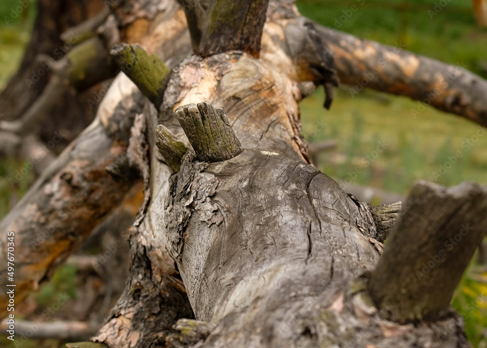 Dry tree with branches near. Summer in nature Dry tree with branches near. Summer in nature