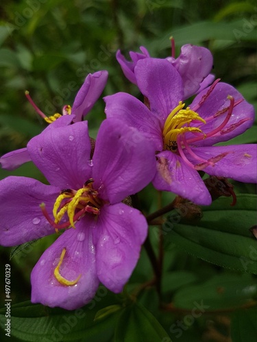 Fototapeta Naklejka Na Ścianę i Meble -  beautiful purple flower with green leaves