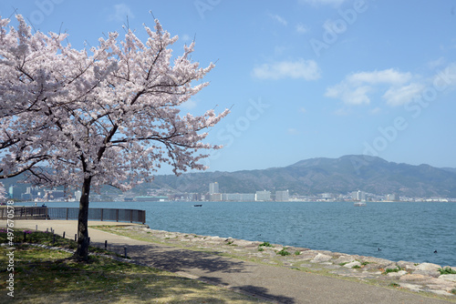 春の琵琶湖 湖畔の桜 滋賀県大津市