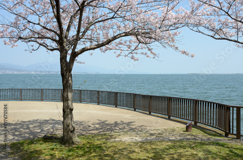 春の琵琶湖　湖畔の桜　滋賀県大津市 © ogurisu