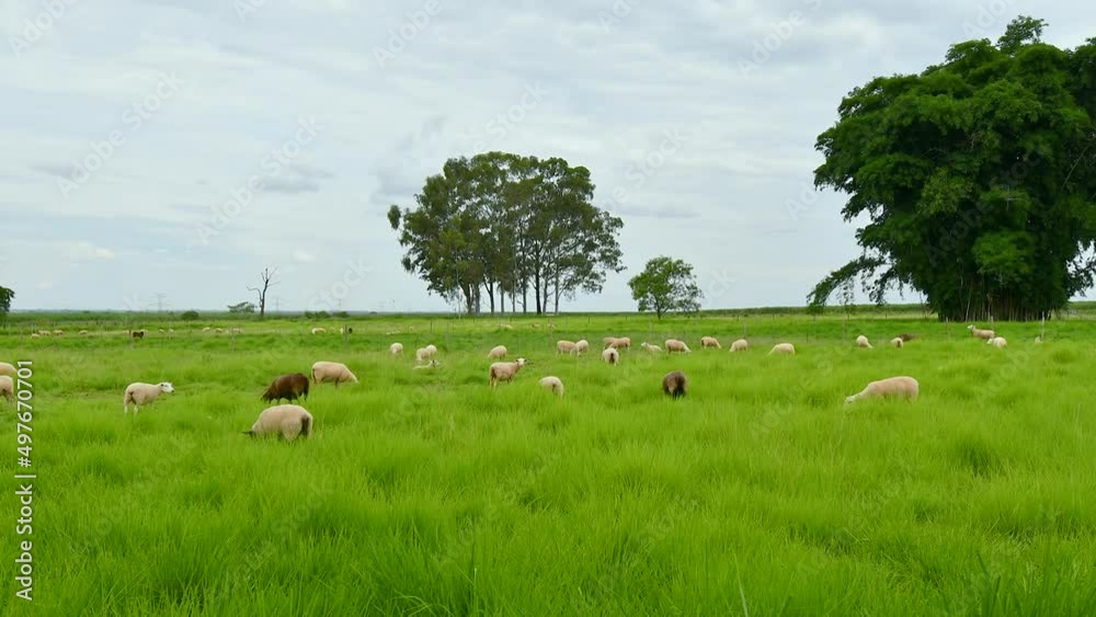Time lapse video of sheeps feeding of grass on the pasture of a farm. Texel sheep. Time lapse video of sheeps feeding of grass on the pasture of a farm. Texel sheep.