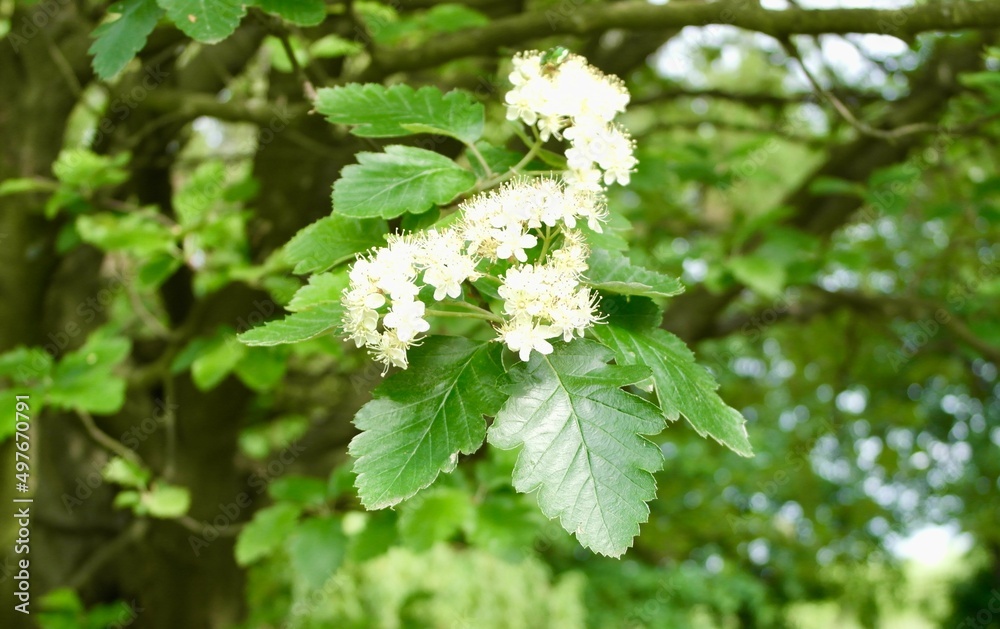 White flowers of the Swedish whitebeam (Sorbus intermedia)