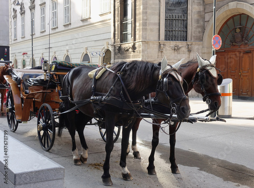 Horses for Vienna Sightseeing Service in Austria.