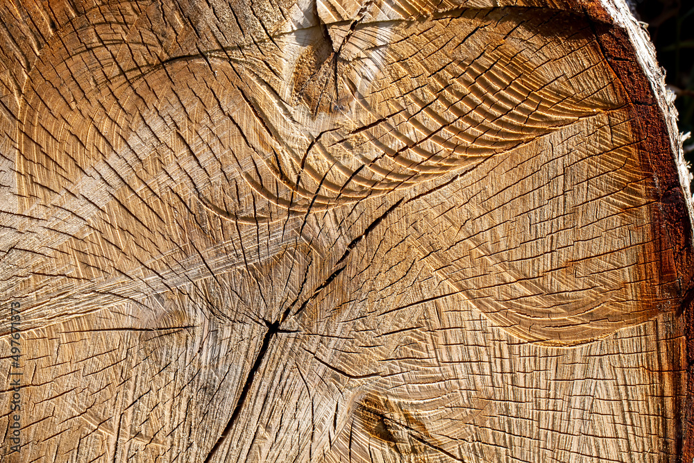 Fototapeta premium harvesting birch wood for use in the woodworking industry