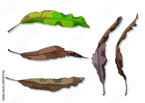 dry mango leaves and leaf brown isolated paint on white background illustration vector
 photo