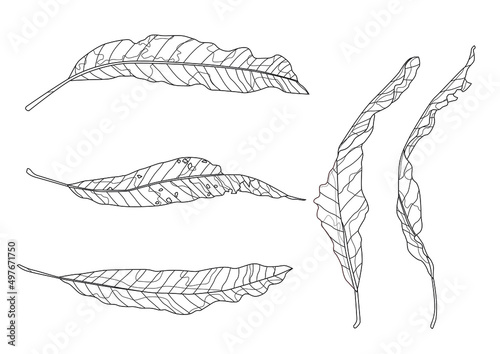 skeletal dry mango leaves and leaf white black isolated line design on white background illustration vector 