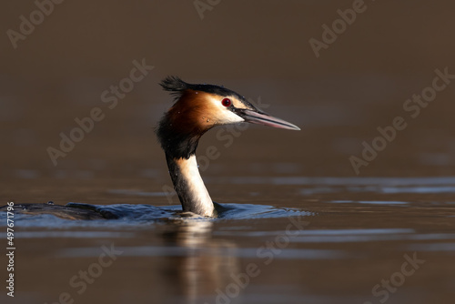great crested grebe podiceps cristatus swimming in water