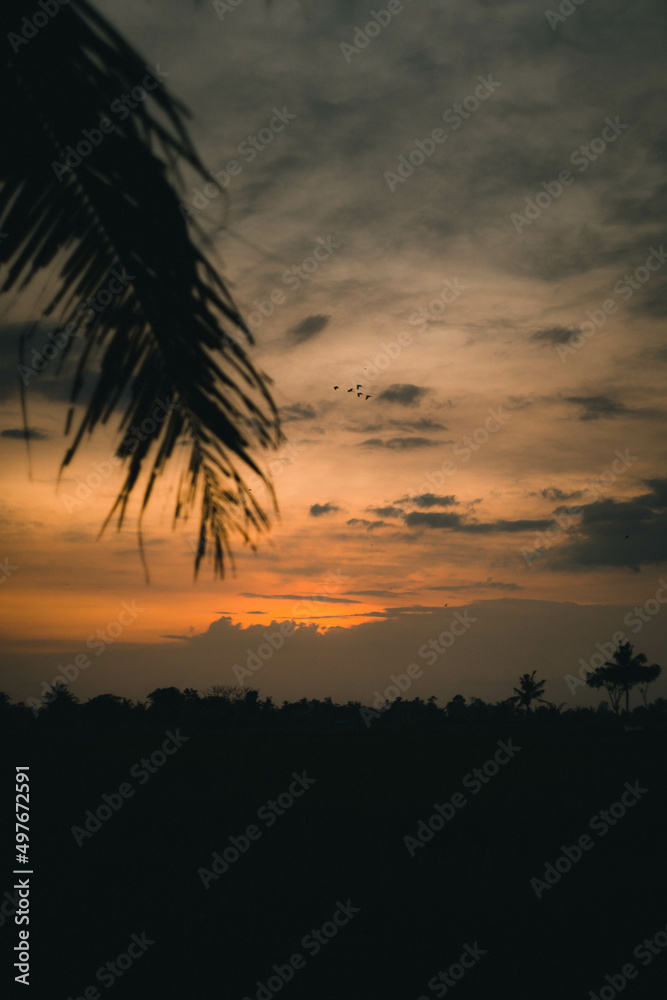 Birds are flying back to their home as the sun goes down in Gianyar, Bali