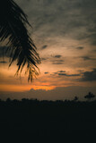 Birds are flying back to their home as the sun goes down in Gianyar, Bali