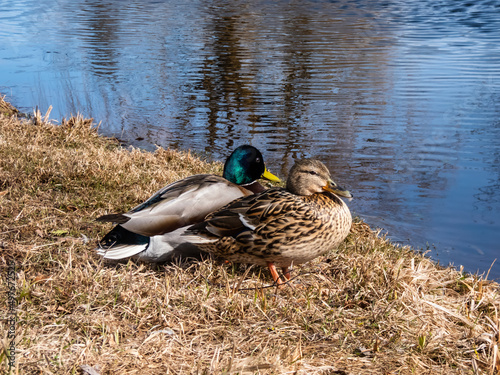 A couple - male and female of mallards or wild ducks (Anas platyrhynchos), one with a glossy bottle-green head and other with brown mottled plumage in sunlight standing next to a lake