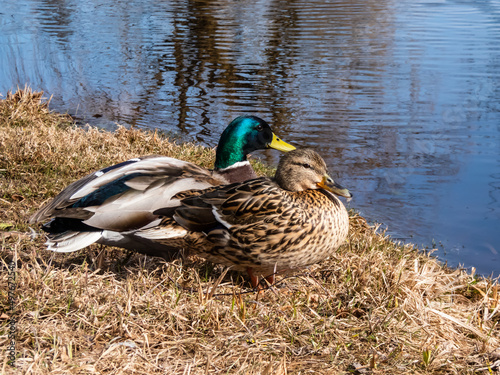 A couple - male and female of mallards or wild ducks (Anas platyrhynchos), one with a glossy bottle-green head and other with brown mottled plumage in sunlight standing next to a lake