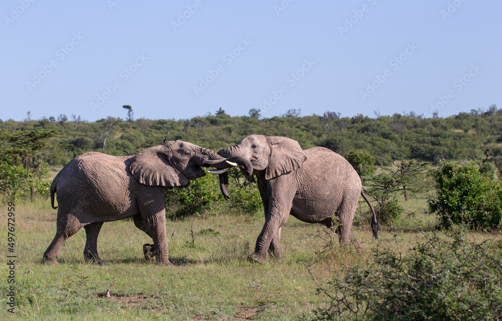 Two young bull African elephants (Loxodonta africana) fighting over dominance in the bush. African wildlife
