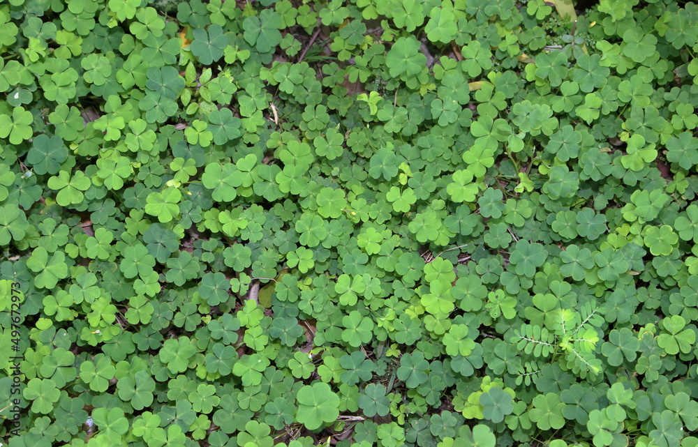 a group of small green leaves background a group of small green leaves background