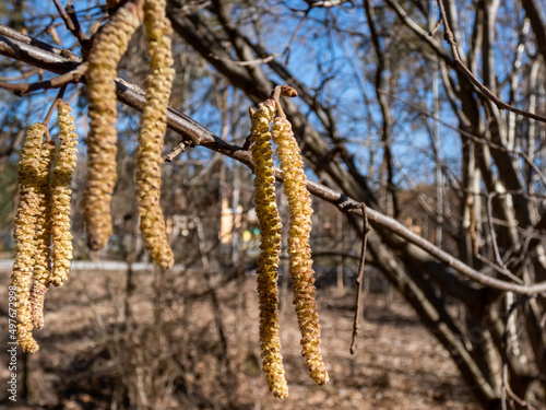 Macro shot of long  male yellow catkins of the hazelnut tree hanging on bare branches in bright sunlight. Hazelnuts in bloom in spring