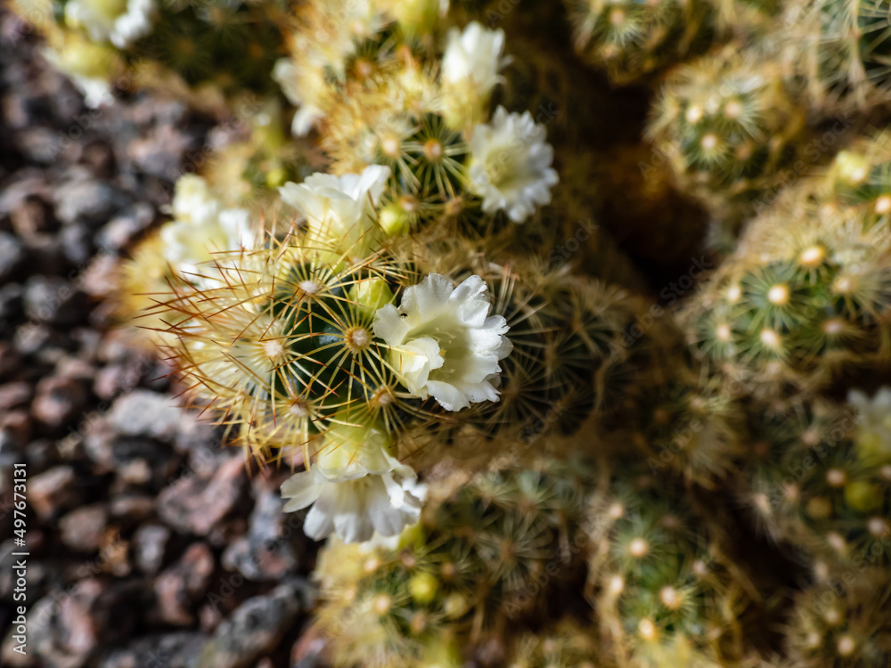 Macro shot of the gold lace cactus or ladyfinger cactus (Mammillaria elongata) with yellow and brown spines flowering with white and yellow flowers Macro shot of the gold lace cactus or ladyfinger cactus (Mammillaria elongata) with yellow and brown spines flowering with white and yellow flowers