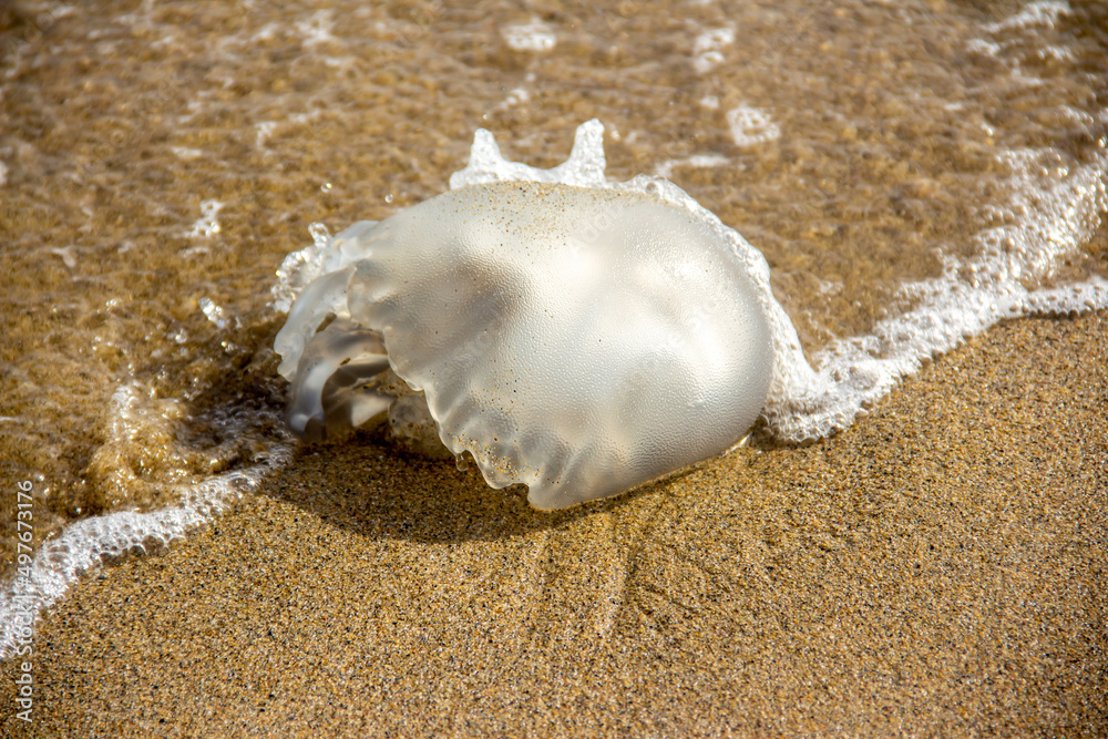 Dead jellyfish on a beach , jellyfish stranded on the sandy beach with sea in the background Dead jellyfish on a beach , jellyfish stranded on the sandy beach with sea in the background