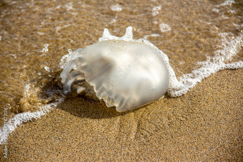 Dead jellyfish on a beach , jellyfish stranded on the sandy beach with sea in the background