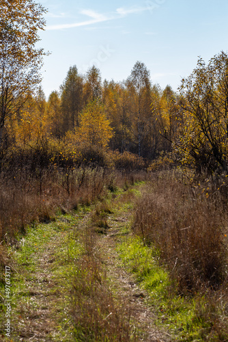 Golden autumn landscape in central Russia. Fall forest on a sunny day. Birch trees with yellow leaves and a bright blue sky. Country landscape with golden trees in October. 