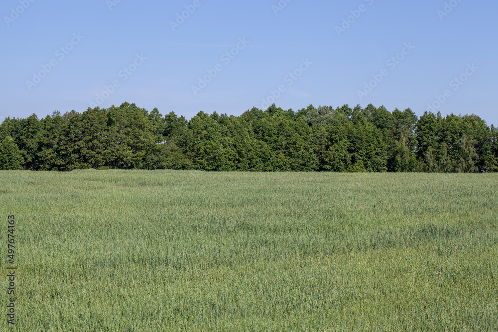 cereal plants during cultivation in the field in summer cereal plants during cultivation in the field in summer