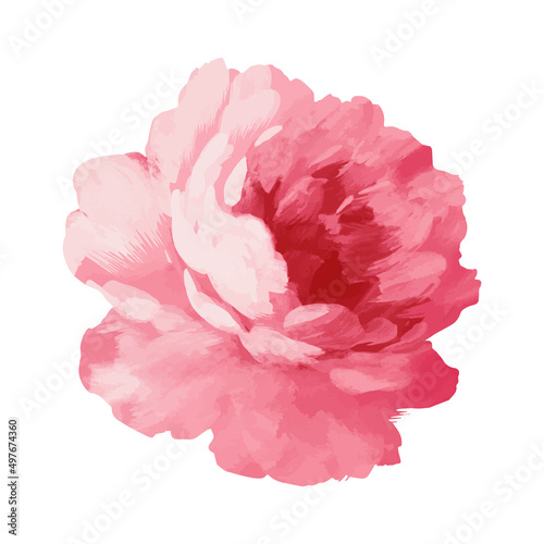 watercolor flower isolated on white. 
