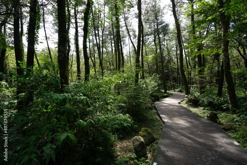 fine boardwalk through cedar forest