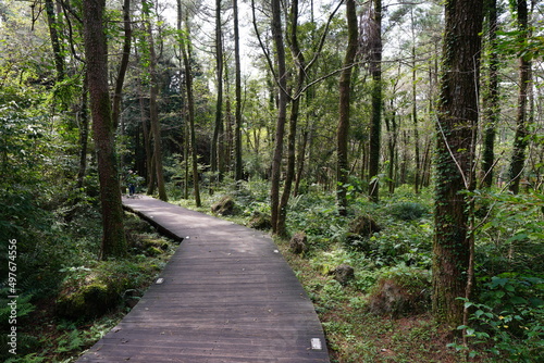 fine boardwalk through cedar forest