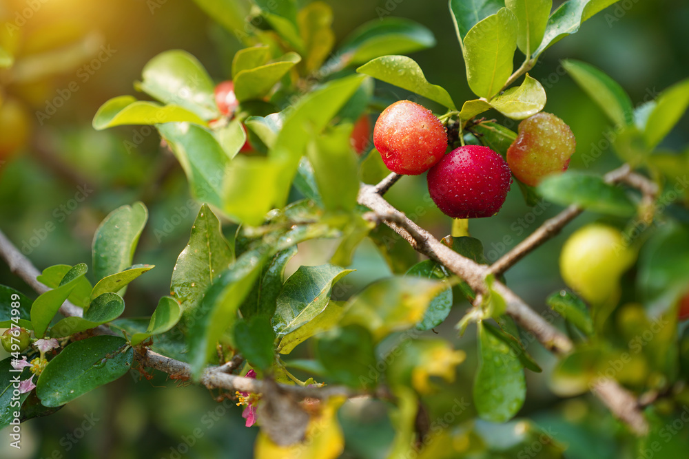 Fresh organic acerola cherries Thai fruit or acerola cherry on a tree with water droplets. Fresh organic acerola cherries Thai fruit or acerola cherry on a tree with water droplets.