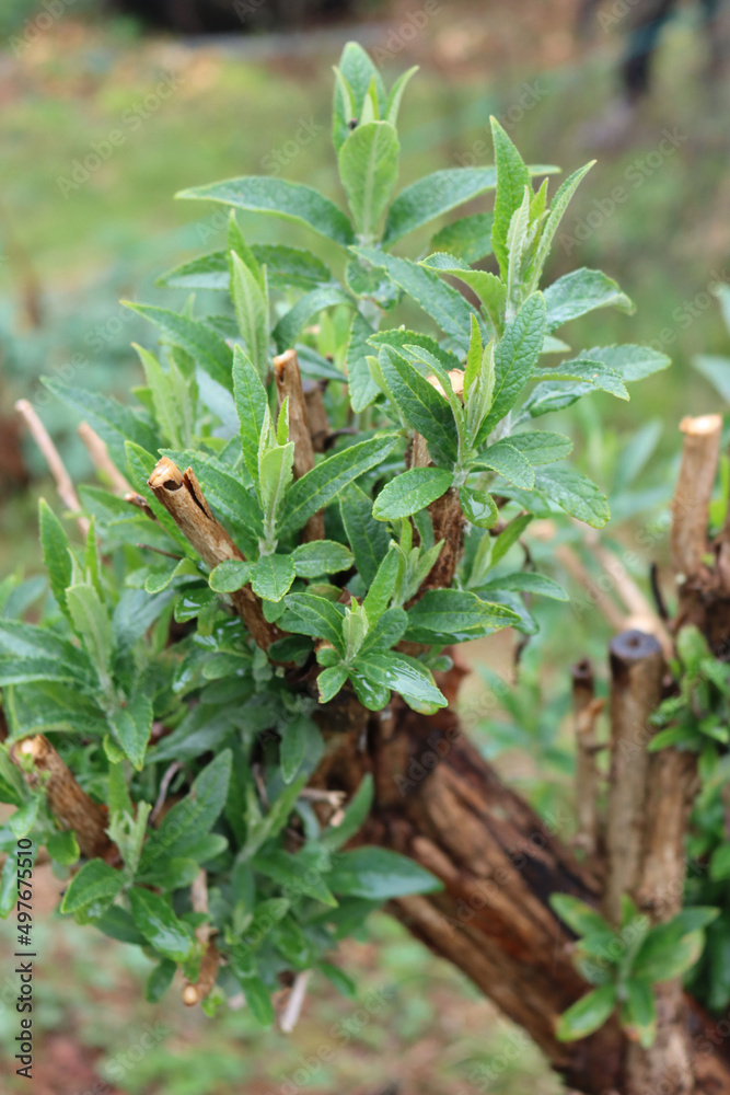 Close-up of pruned branches of Buddleja or Butterfly bush with new fresh green leaves covered by raindrops in a rainy day Close-up of pruned branches of Buddleja or Butterfly bush with new fresh green leaves covered by raindrops in a rainy day