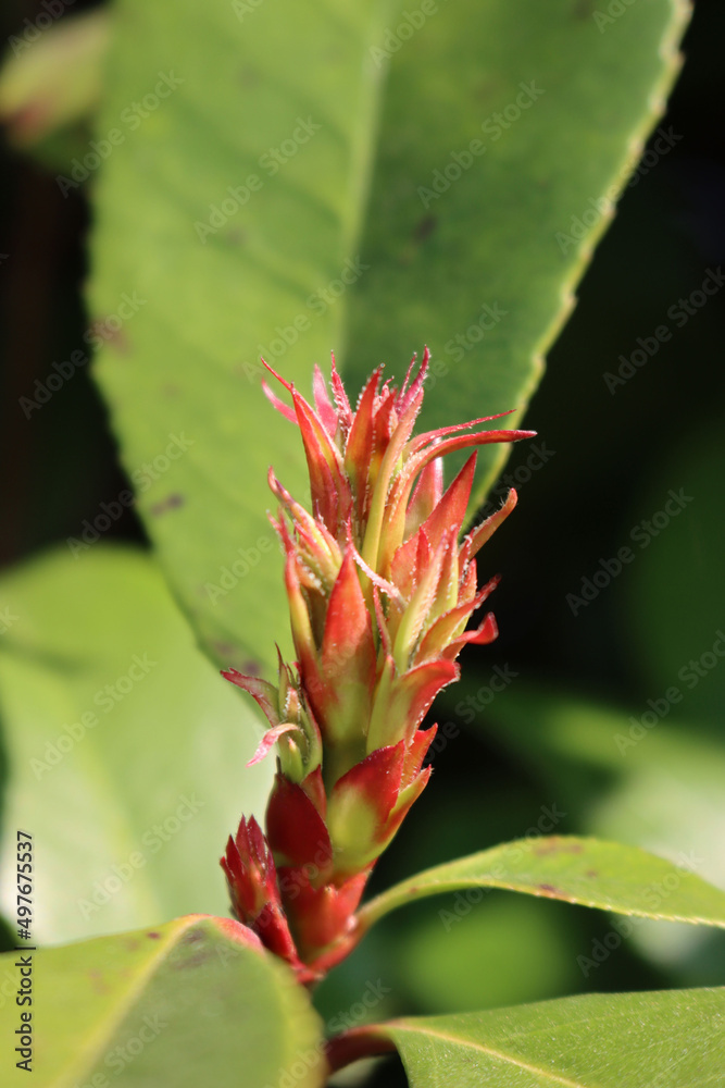 Fototapeta premium Close-up of red Robin Photinia new leaves on springtime . Photinia x fraseri in the garden