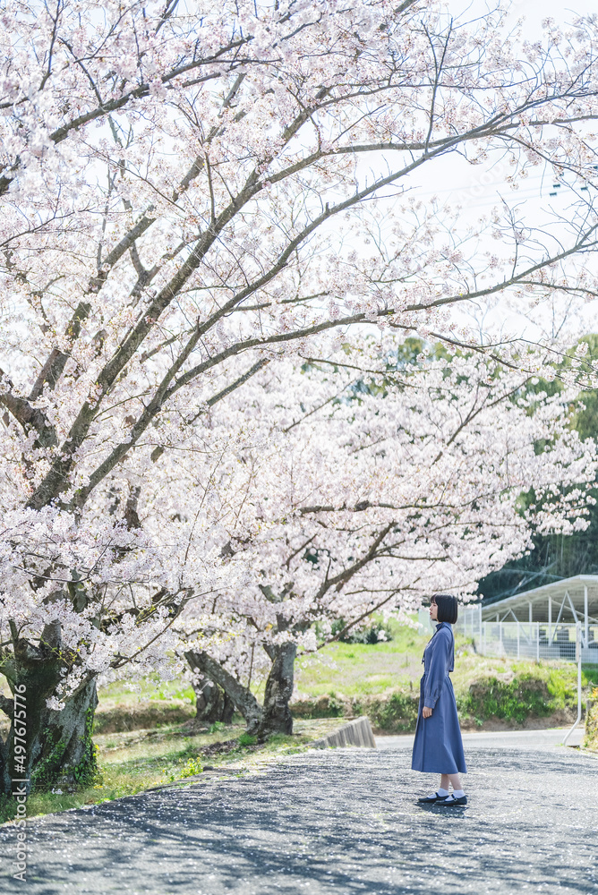 春の公園で満開の桜を見る女性