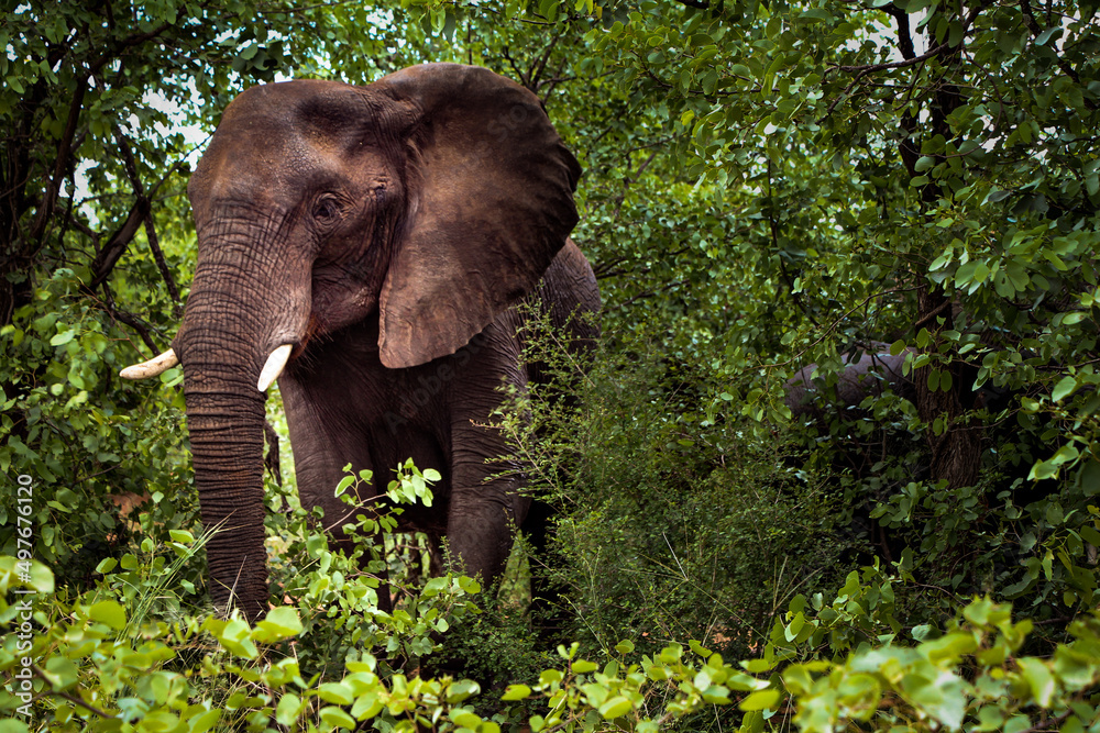 Fototapeta premium Elephants in the wild