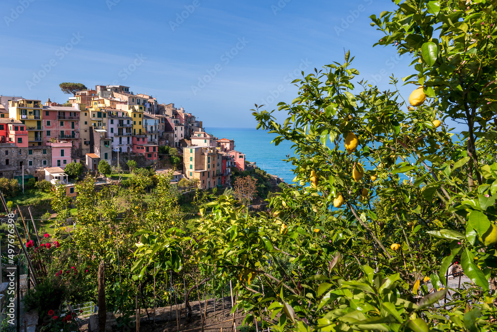 Obraz premium lemons of Corniglia, Cinque Terre, Liguria, Italy