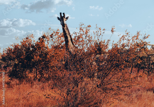 Giraffe hidden behind trees