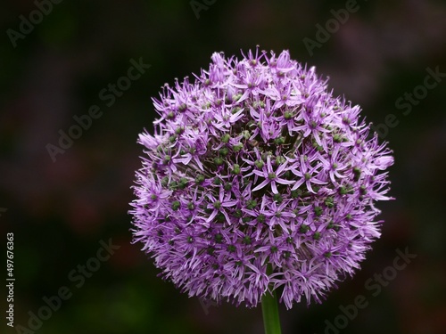 Принти на полотні Blossomed a giant leek,  Allium, the umbellate inflorescence, which is spherical