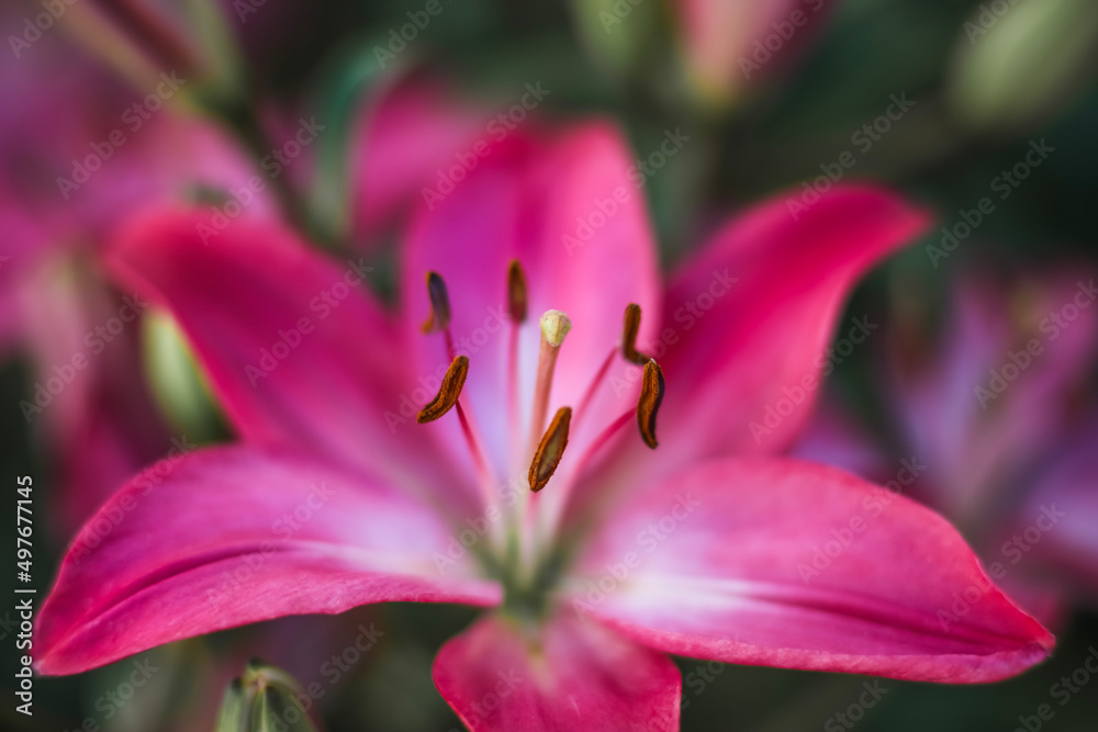 A beautiful carnation pink Asiatic Lily . Fully bloomed . Close up . Overhead view A beautiful carnation pink Asiatic Lily . Fully bloomed . Close up . Overhead view