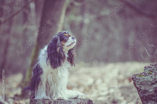 Cute black and white dog posing in a woodland. Princes Charles Cavalier Spaniel sitting on a dried log. Selective focus on the details, blurred background.