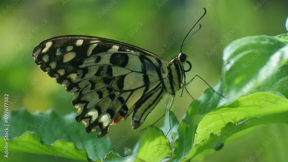 butterfly perched on a leaves in the bushes, insect hd video butterfly perched on a leaves in the bushes, insect hd video