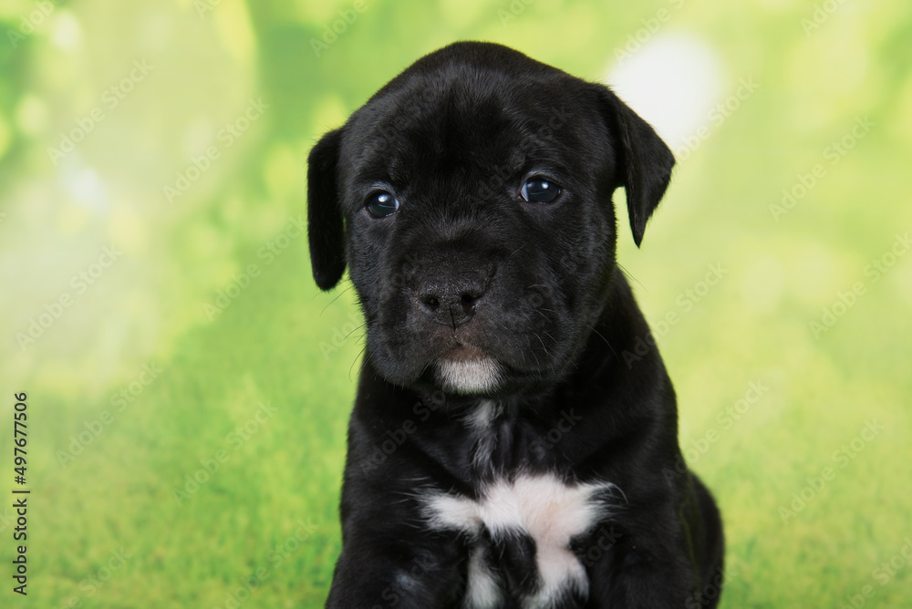 Black and white American Staffordshire Terrier dog or AmStaff puppy on green background Black and white American Staffordshire Terrier dog or AmStaff puppy on green background