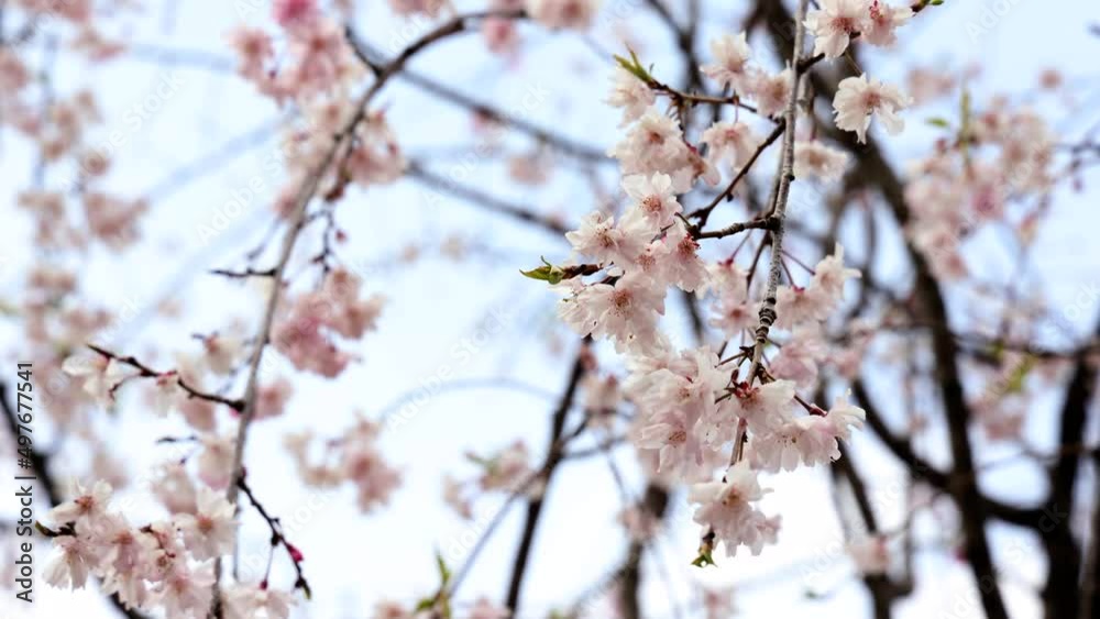 Cherry flowers in small clusters on a cherry tree branch. Cherry flowers in small clusters on a cherry tree branch.