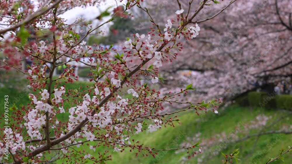 Cherry flowers in small clusters on a cherry tree branch. Cherry flowers in small clusters on a cherry tree branch.