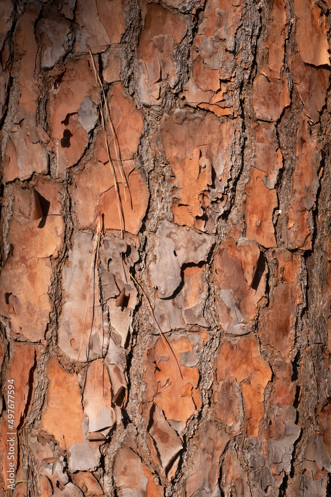 Old Wood texture for Nature Background. Old Wood texture for Nature Background.